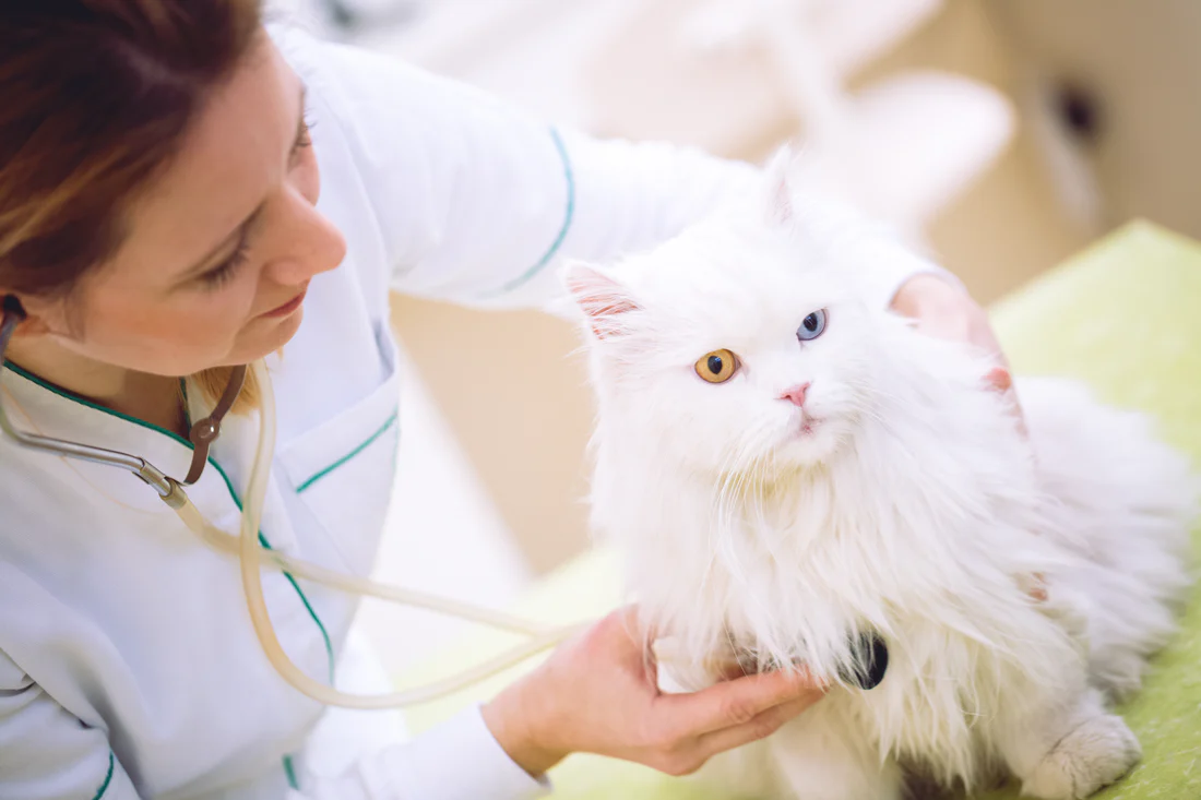 A veterinarian gently examines a long‑haired white cat with heterochromia—one amber eye and one blue—using a stethoscope during a routine check‑up