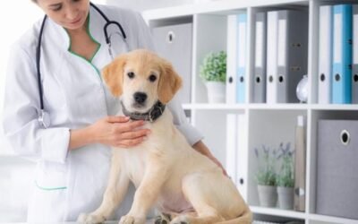 A veterinarian in a white coat examines a golden retriever puppy on an exam table during a routine check‑up in a clean, organized veterinary clinic.