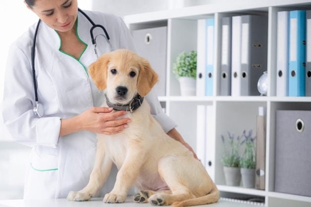 A veterinarian in a white coat examines a golden retriever puppy on an exam table during a routine check‑up in a clean, organized veterinary clinic.